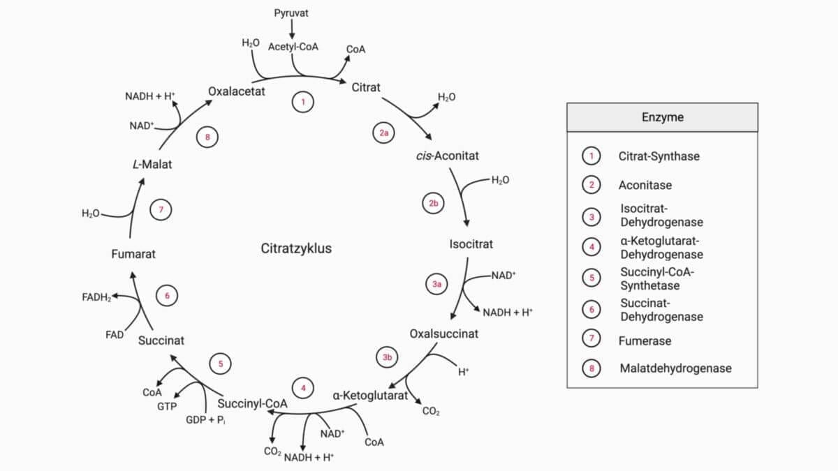 Image depicts citric acid cycle in German