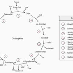 Citratzyklus - DocCheck FlexikonIm Citratzyklus treffen die Abbauwege des Kohlenhydrat-, Protein- und Fettstoffwechsels in Form der aktivierten Essigsäure zusammen.flexikon.doccheck.com/de/Citratzyklus